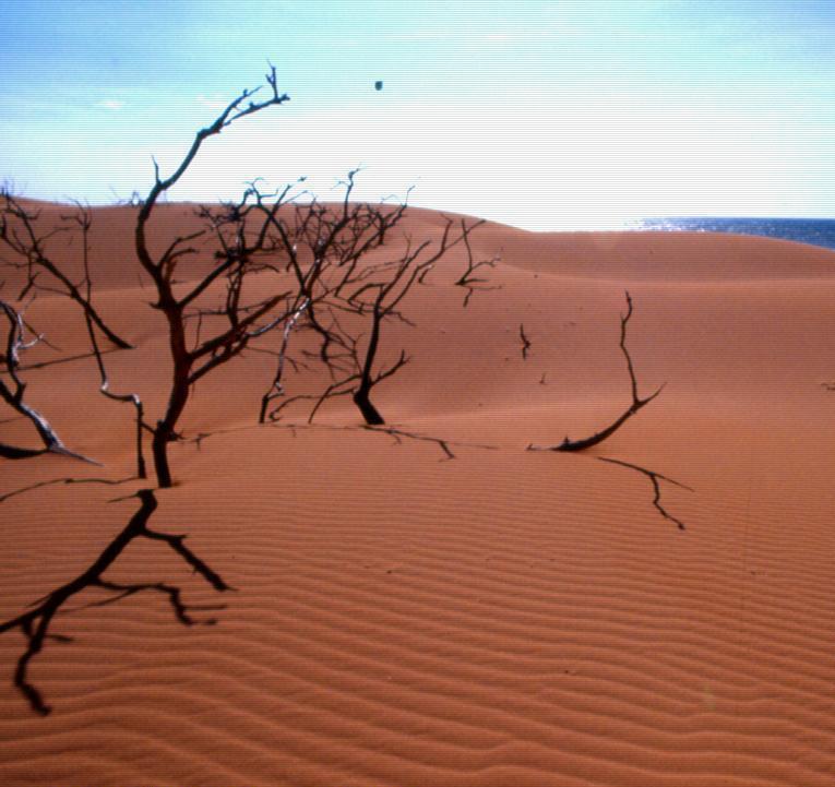 Falcon medanos