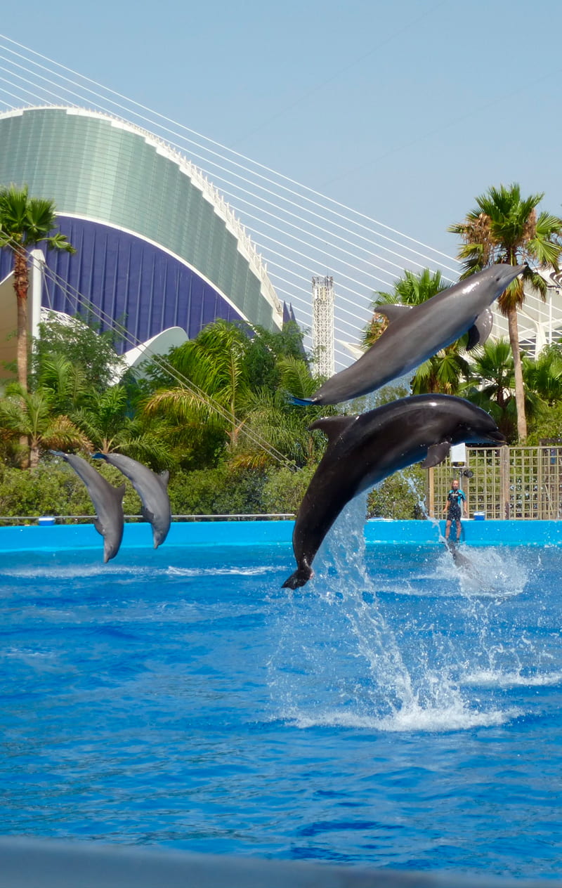 Terraza en la Costa de Valencia: Delfines en la Costa de Valencia