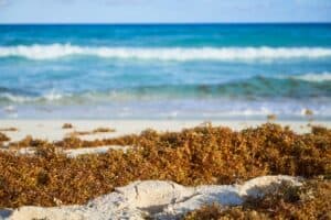 playa con sargazo en el Caribe