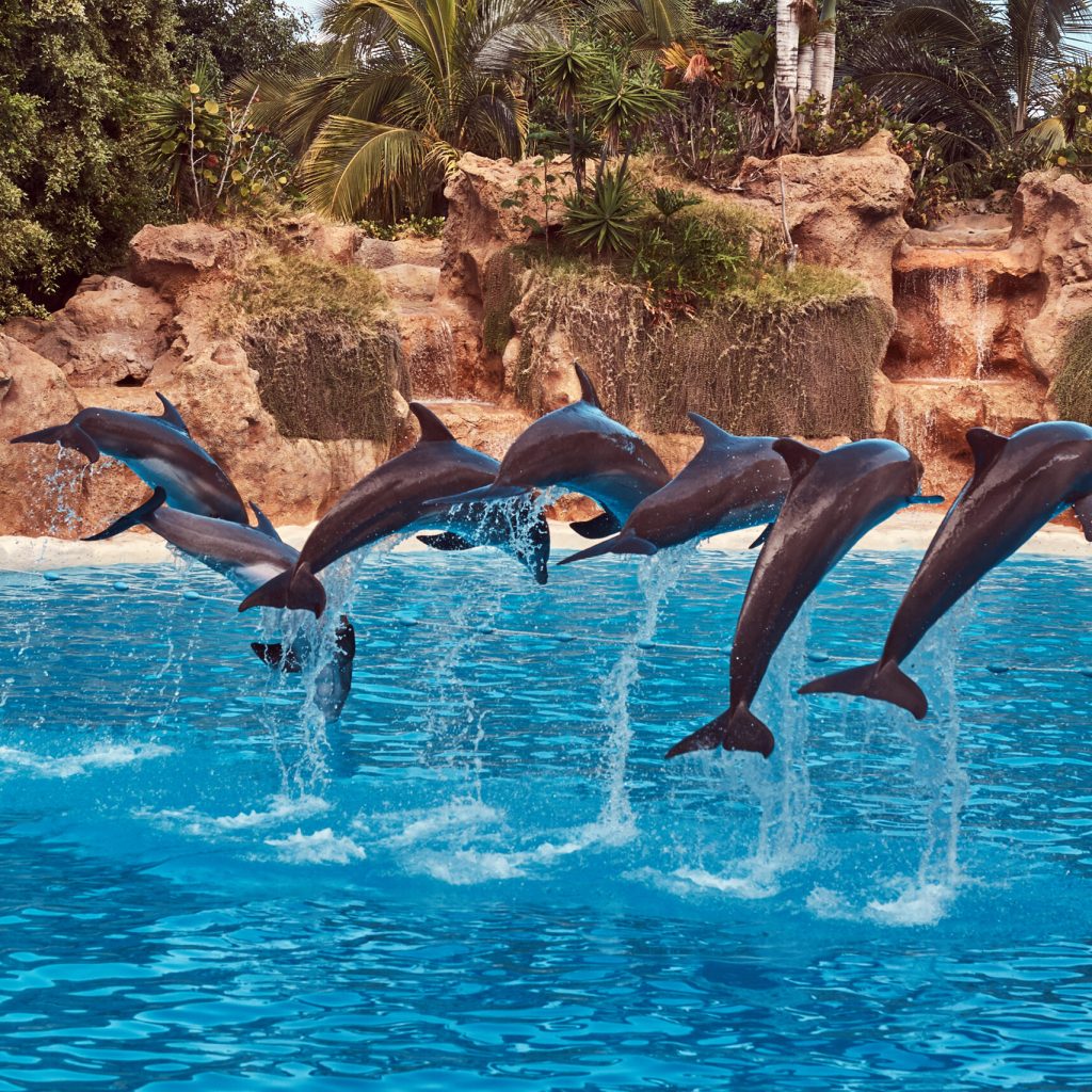 Dolphins performing during a dolphin show with their trainers in the national zoo.